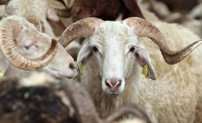 Kurban ibadetiyle ilgili doğru bilinen yanlışlar - Resim: 23